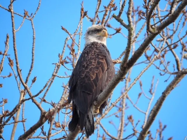 STANLEY PARK NOTEBOOK