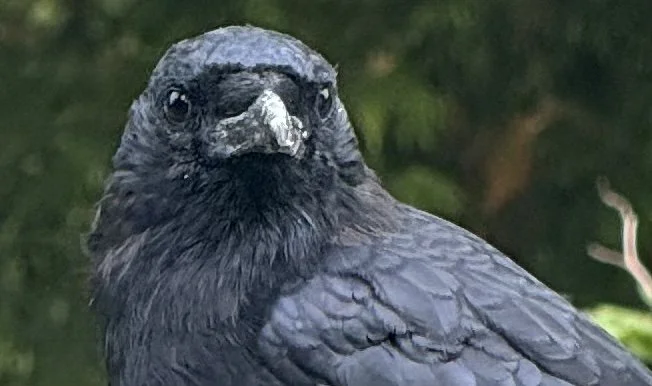 STANLEY PARK NOTEBOOK