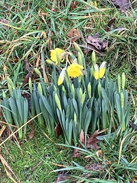 𝗘𝗔𝗥𝗟𝗬, 𝗕𝗨𝗧 𝗪𝗘’𝗟𝗟 𝗧𝗔𝗞𝗘 𝗜𝗧! An unexpected sign of spring popped up near Sunset Beach on December 28. A sign of warmer days to come. (Valerie Irvine Photo)