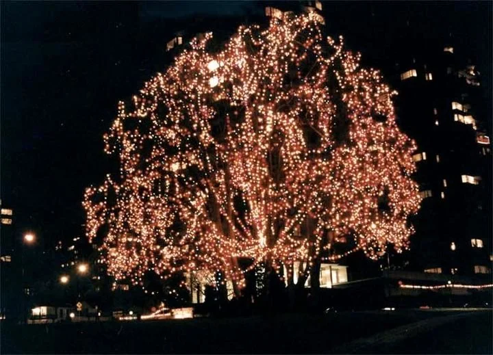 𝗕𝗘𝗙𝗢𝗥𝗘 … For years a group of trees at Sunset Beach were illuminated on International AIDS Day and glowed through the season (Michael Luft Photo)