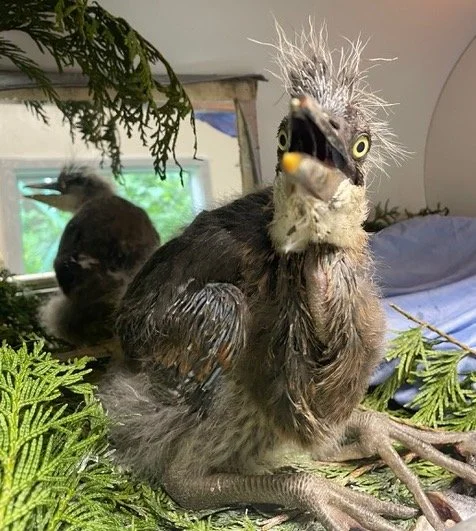 STANLEY PARK NOTEBOOK