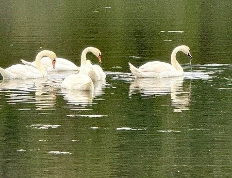 STANLEY PARK NOTEBOOK