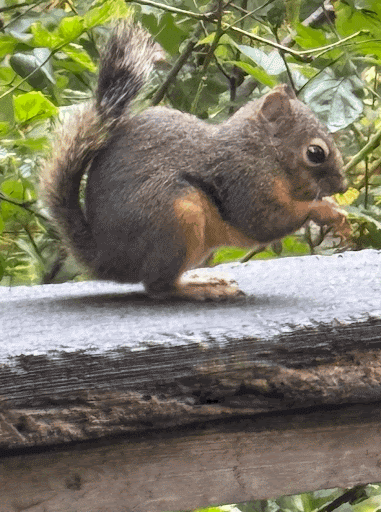 STANLEY PARK NOTEBOOK