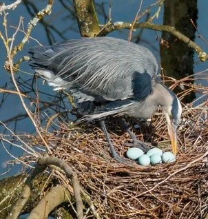 STANLEY PARK NOTEBOOK