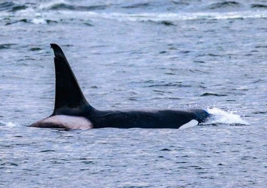 STANLEY PARK NOTEBOOK