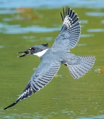 STANLEY PARK NOTEBOOK