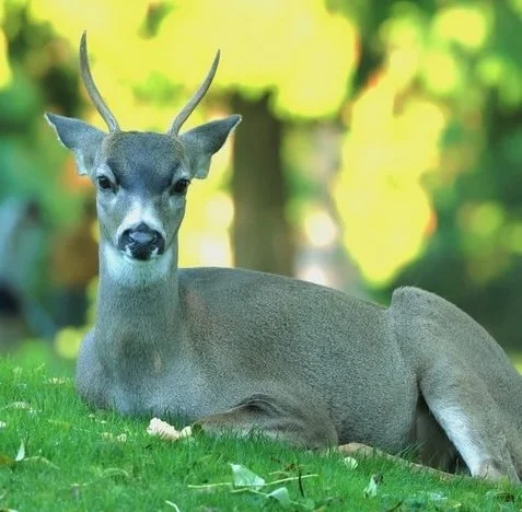 STANLEY PARK NOTEBOOK