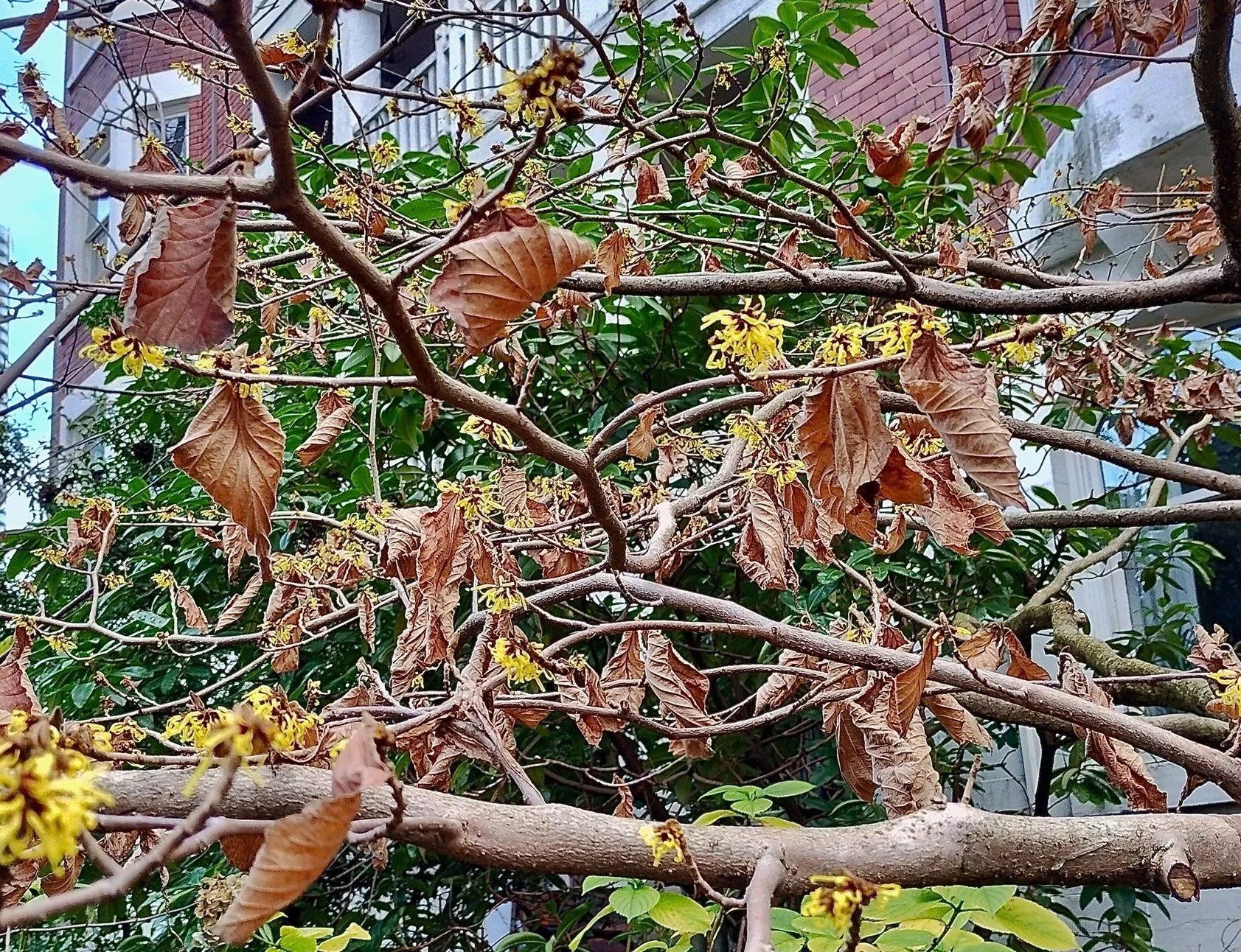 𝗜𝗦 𝗜𝗧 𝗦𝗣𝗥𝗜𝗡𝗚 𝗬𝗘𝗧?    The big Witch Hazel in front of 884 Bute is starting to bloom already! Yes, spring is coming. (Christopher Jennings Photo).