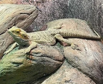 STANLEY PARK NOTEBOOK