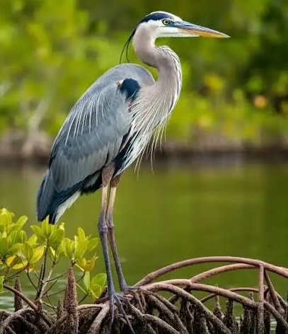 STANLEY PARK NOTEBOOK