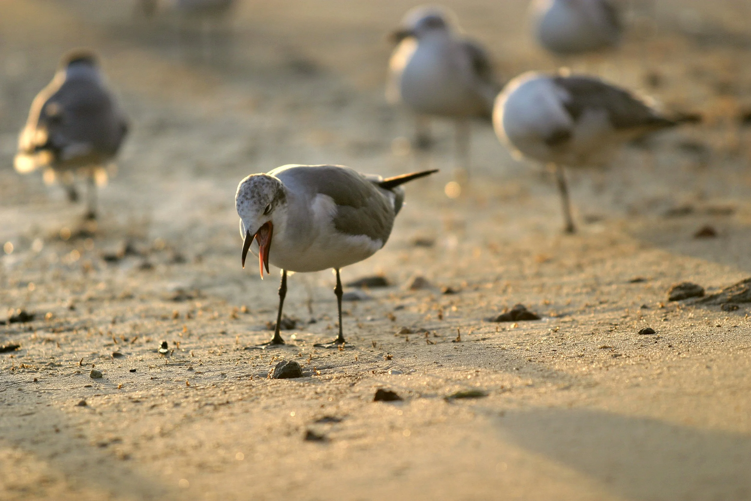 The Hostile Reader’s Taxonomy