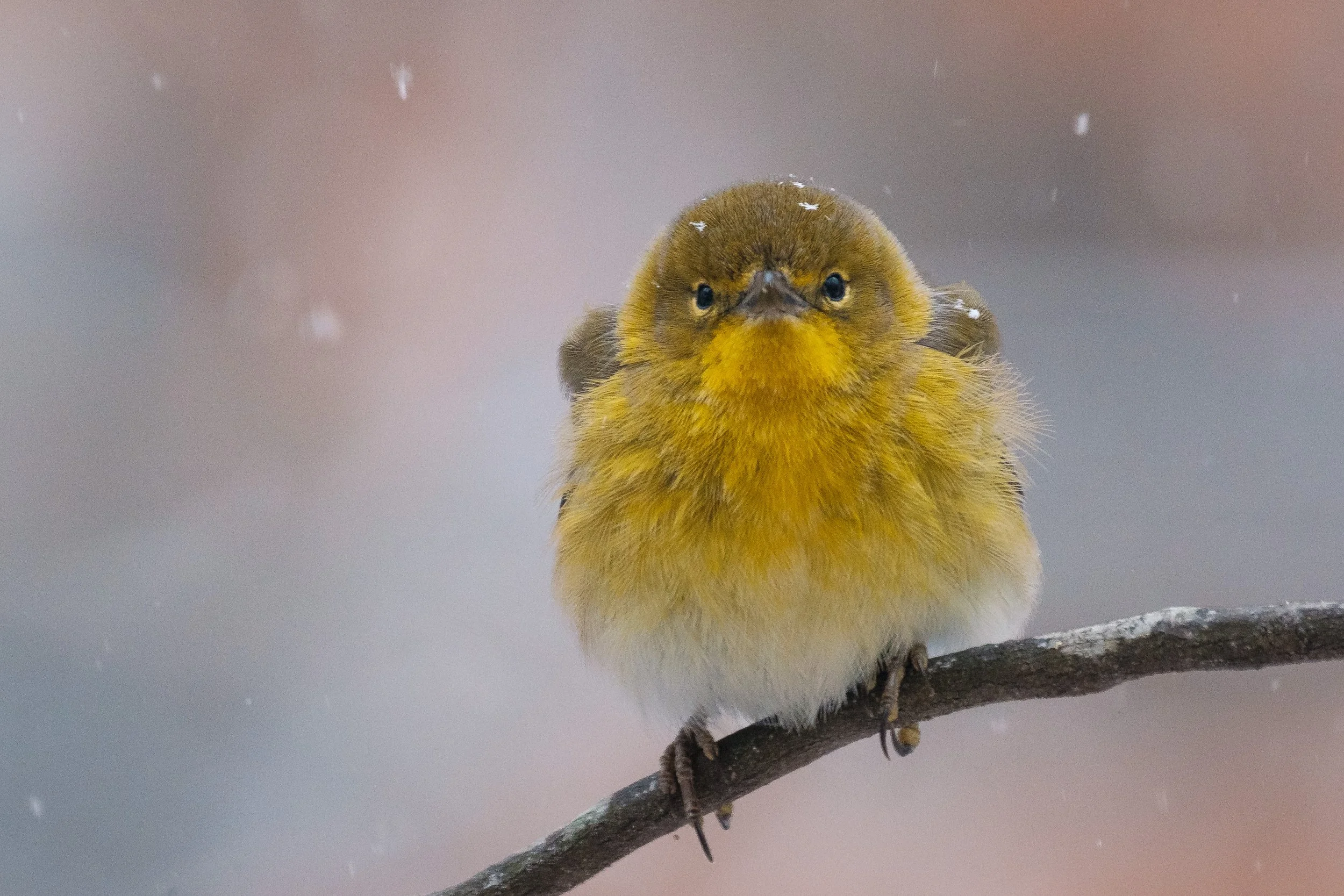 Southern Snow, Old Glass: How a Fuji XT3 Made My Best Bird Photos In the Worst Weather