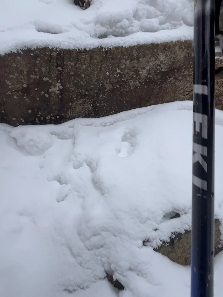 I just did a little article on the process of the wilderness within over on my substack. Go have a nice Sunday morning read. Video from behind the scenes, some final images, and a quick easy read.