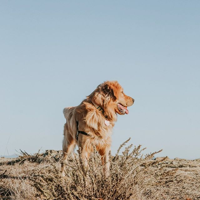 Happy Sam #goldenretriever .
.
.
#dogsofinstagram#goldenhour#california#doggo#pupper#photographe