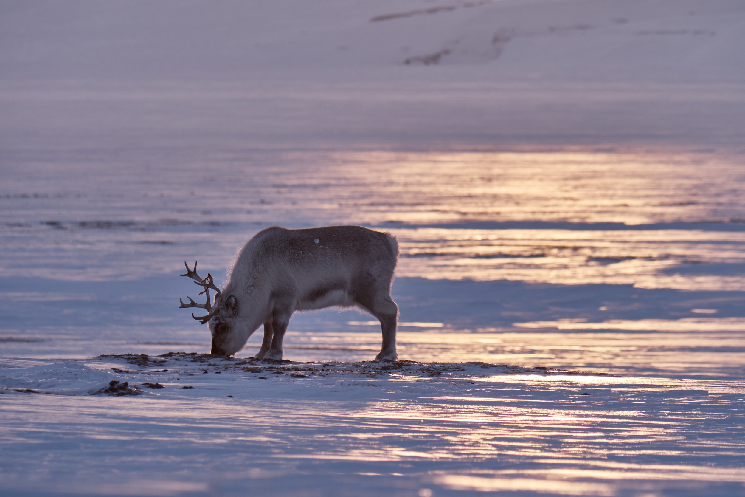 Svalbard_POKT9383.jpg