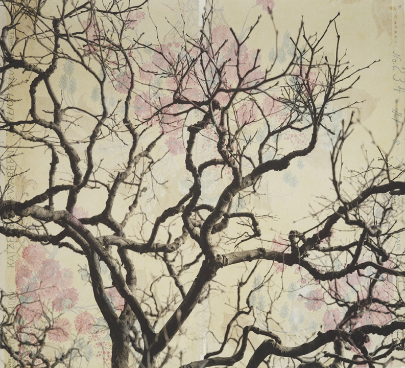    Branches and Boughs III, &nbsp;2009   Archival digital pigment print on kozo shi, vintage wallpaper   20” X 21.5”  