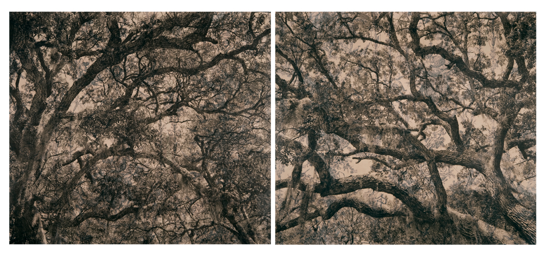    Live Oak Toile Diptych,  2010   Digital pigment print on kozo shi, wallpaper, wax   30" x 74"  