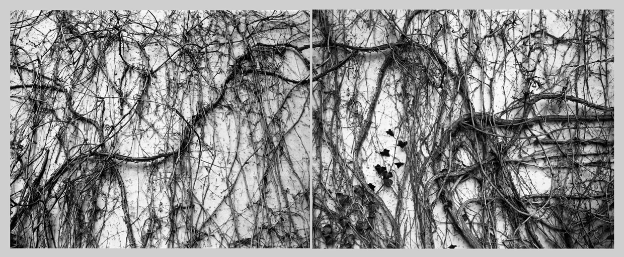 Park Avenue Vine Diptych, 2009 Digital pigment print on kozo shi 40” X 100"