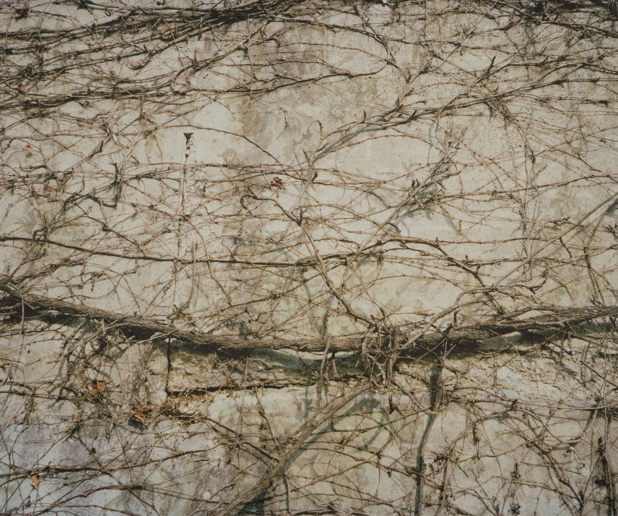 Providence Vines V, 2010 Archival pigment print on kozo shi, wallpaper, wax 22” X 26"