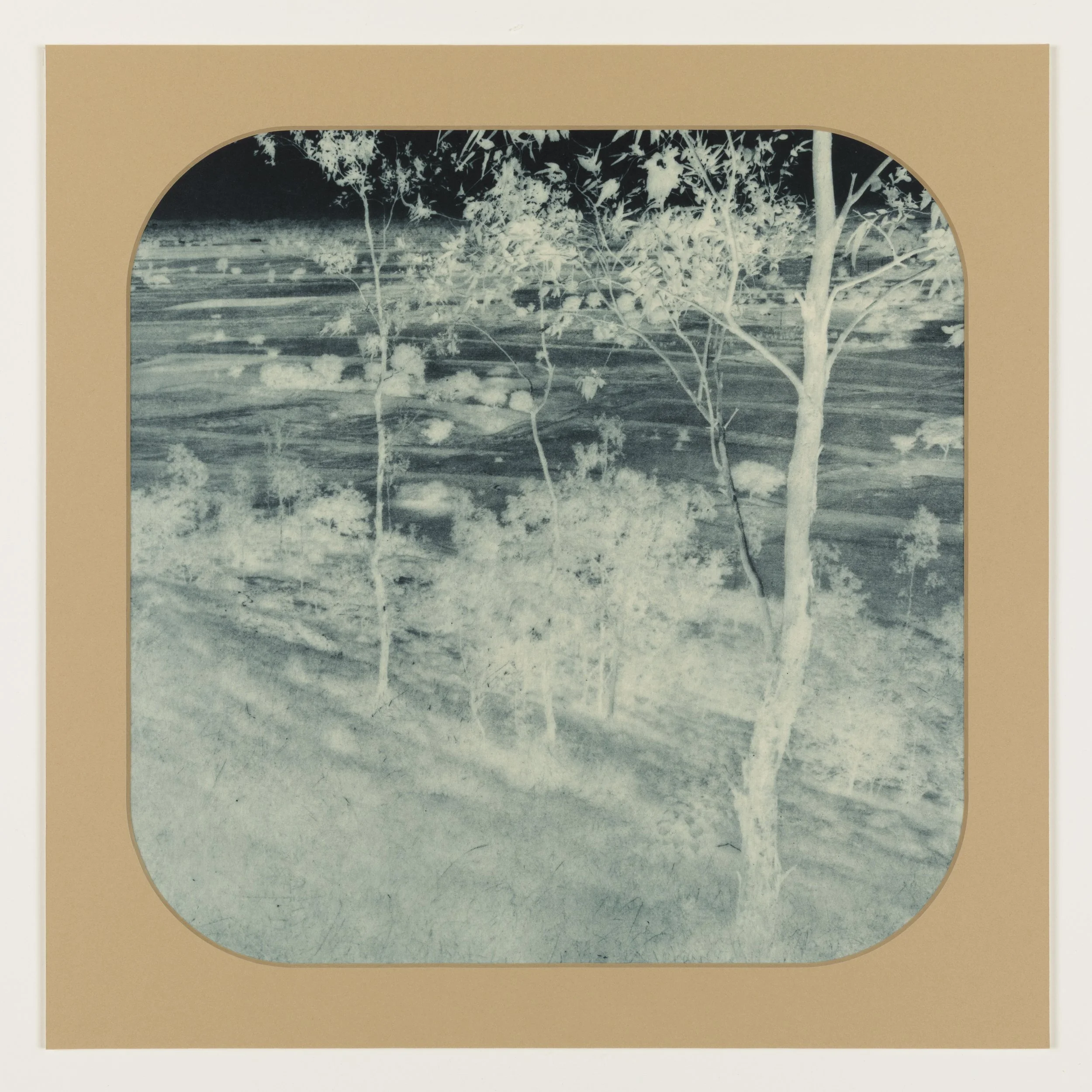 Blue Willow 4 , 2025 Photogravure on kozo paper in window mat 15” x 15” Unique