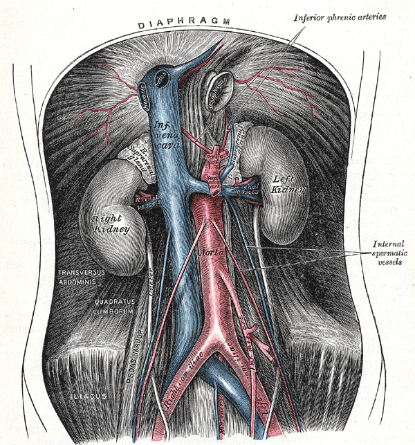 Vascular Ultrasound - Aorta & Lower Extremity Veins