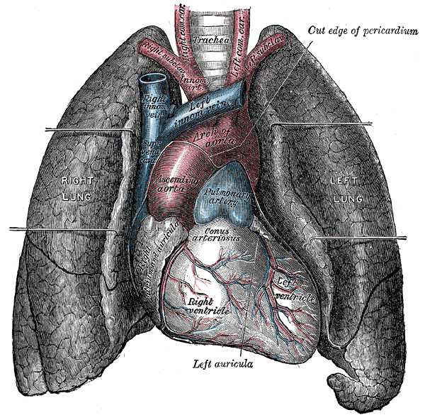Take My Breath Away! Evaluation of Shortness of Breath in the ED