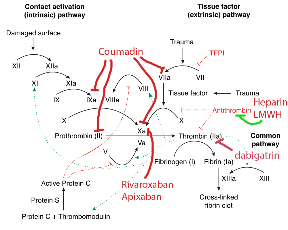 coagulation cascade warfarin