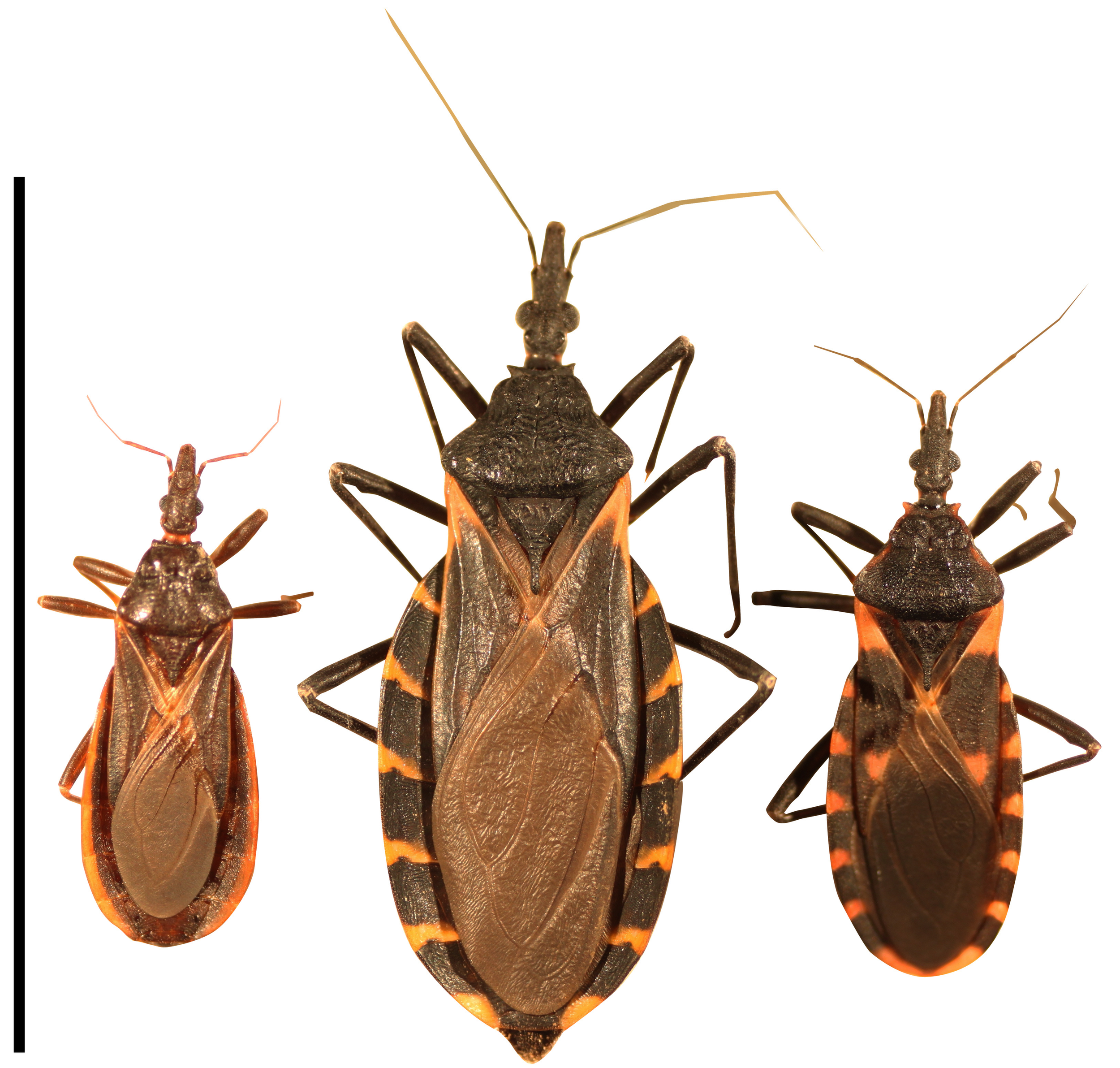 Esurulla Insect Grand Rounds Summary 12.21.16 — Taming the SRU