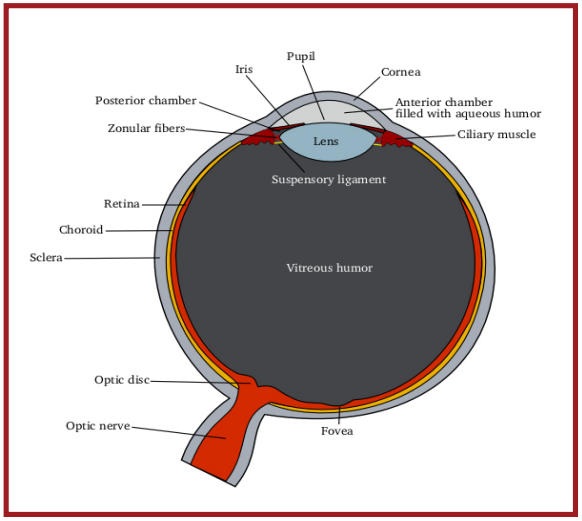 Angle Closure Glaucoma