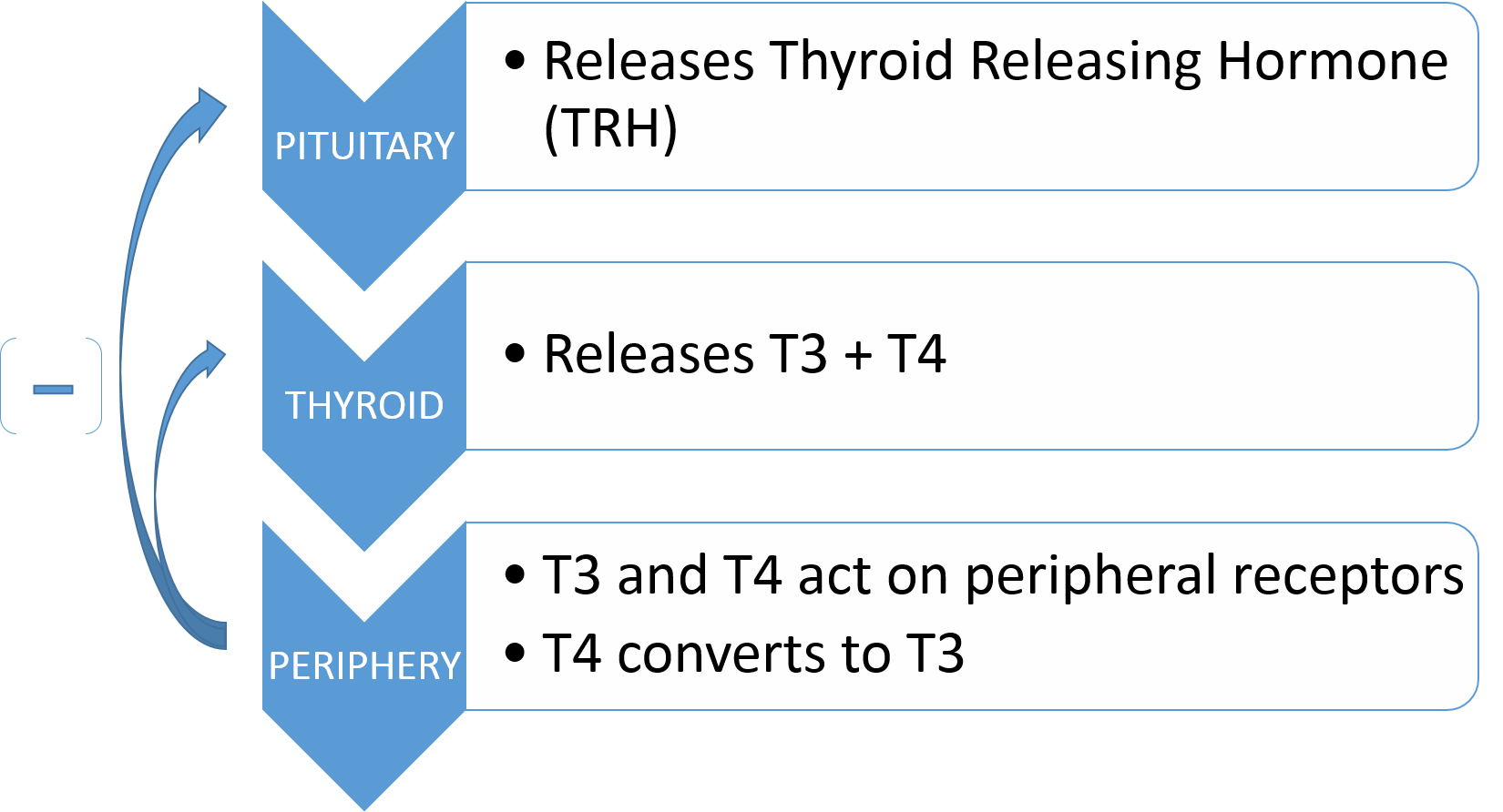 Thyroid Axis.png