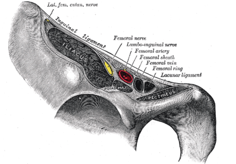 Figure 2. Inguinal Ligament. Gray's Anatomy Plate 546 from Wikimedia Commons