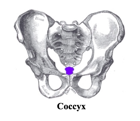 XR Coccyx.jpg