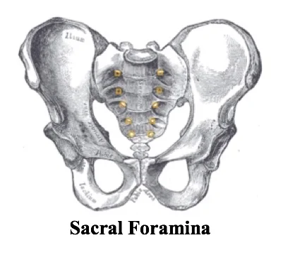 XR sacral formina.jpg