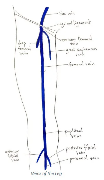 dvt veins lef.jpg