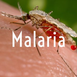 Malaria.jpeg