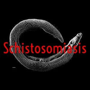 Schisto.jpg