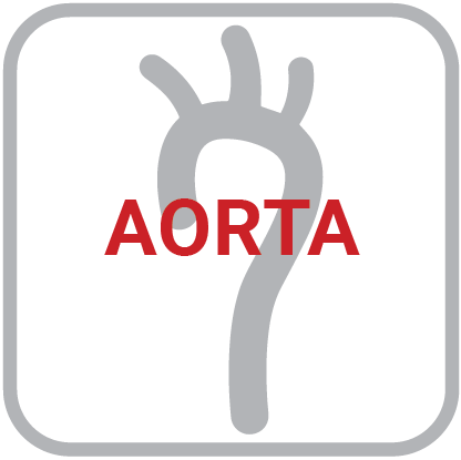 aorta100.png