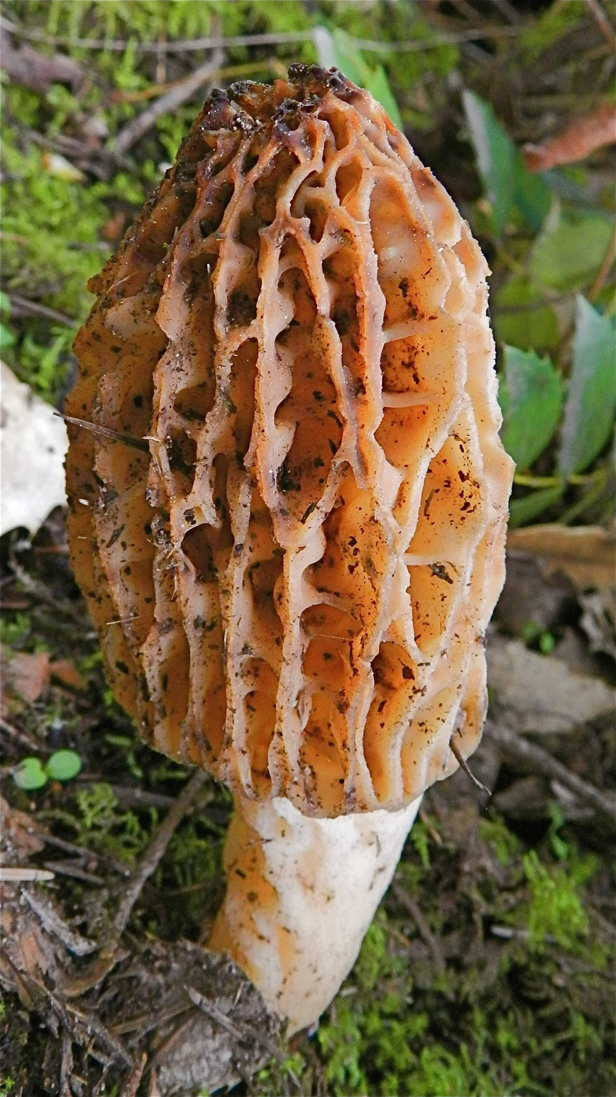 Wilderness Medicine Menu True Morels and False Morel Poisoning
