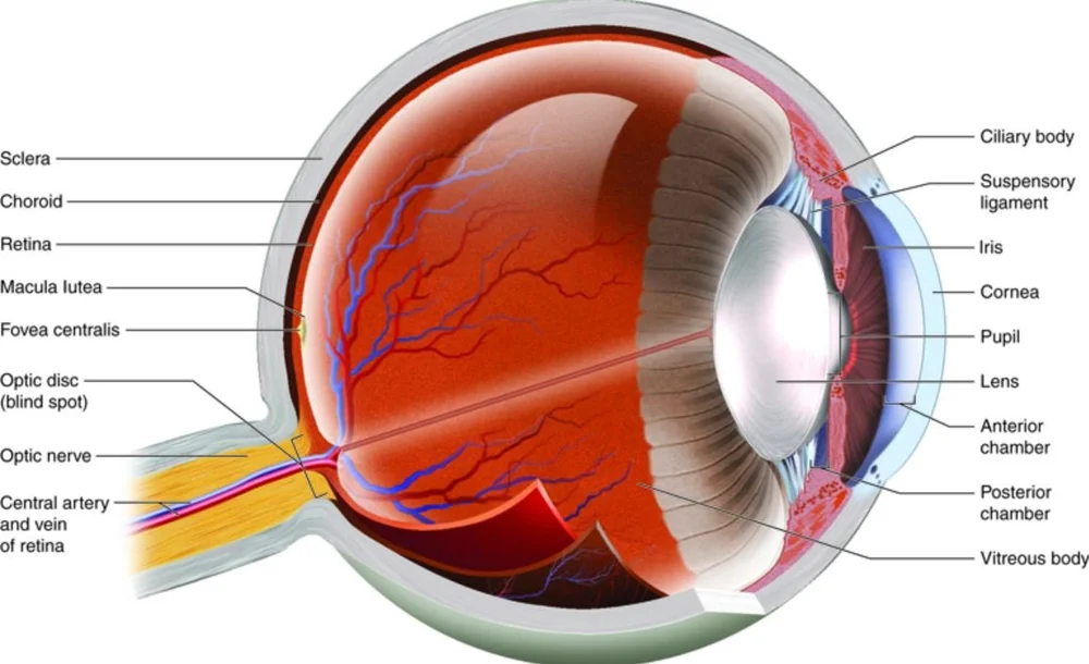 Mastering Minor Care: Orbital Infections — Taming the SRU