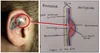 Diagnostics and Therapeutics: Ear Emergencies in the Department ...