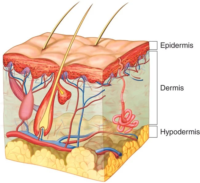 Bullous Process Bullous Skin Lesions, Meet Emergency Medicine — Taming the SRU
