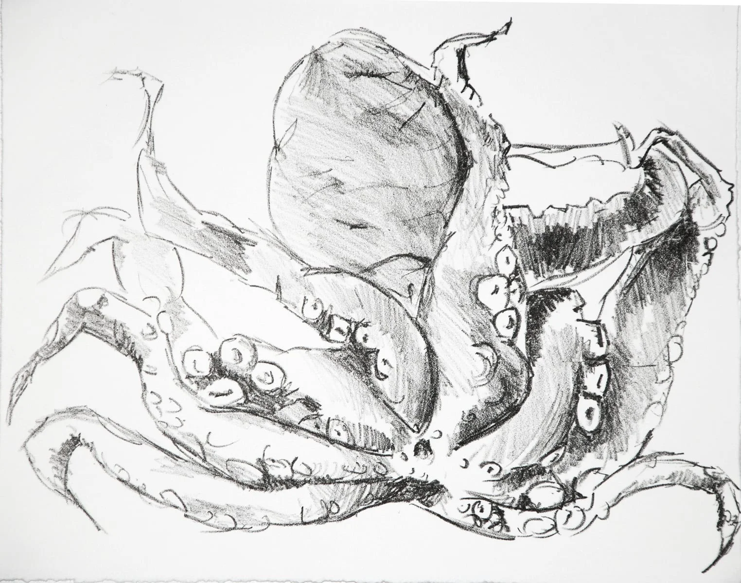 Octopus