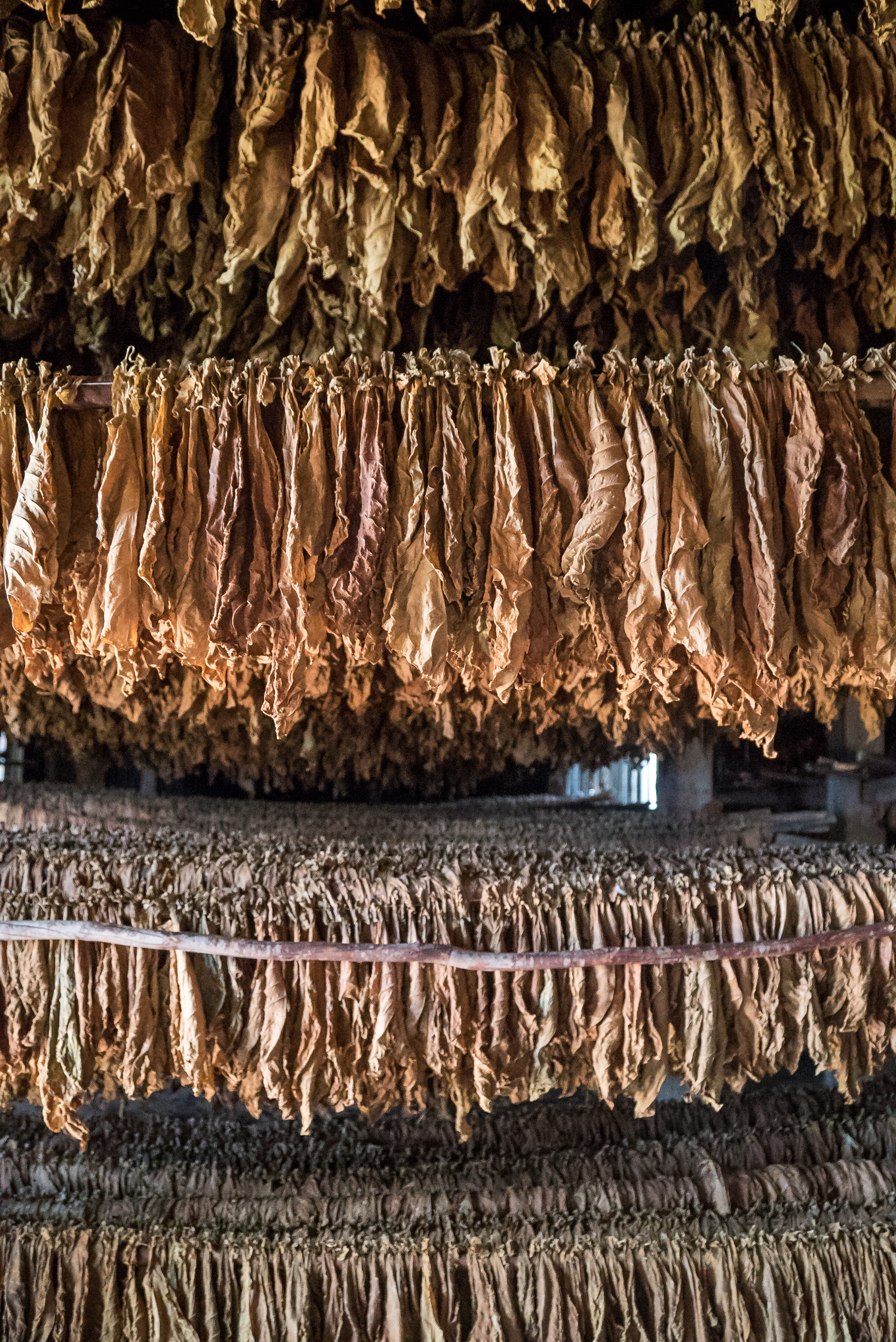 Tobacco farm in Viñales