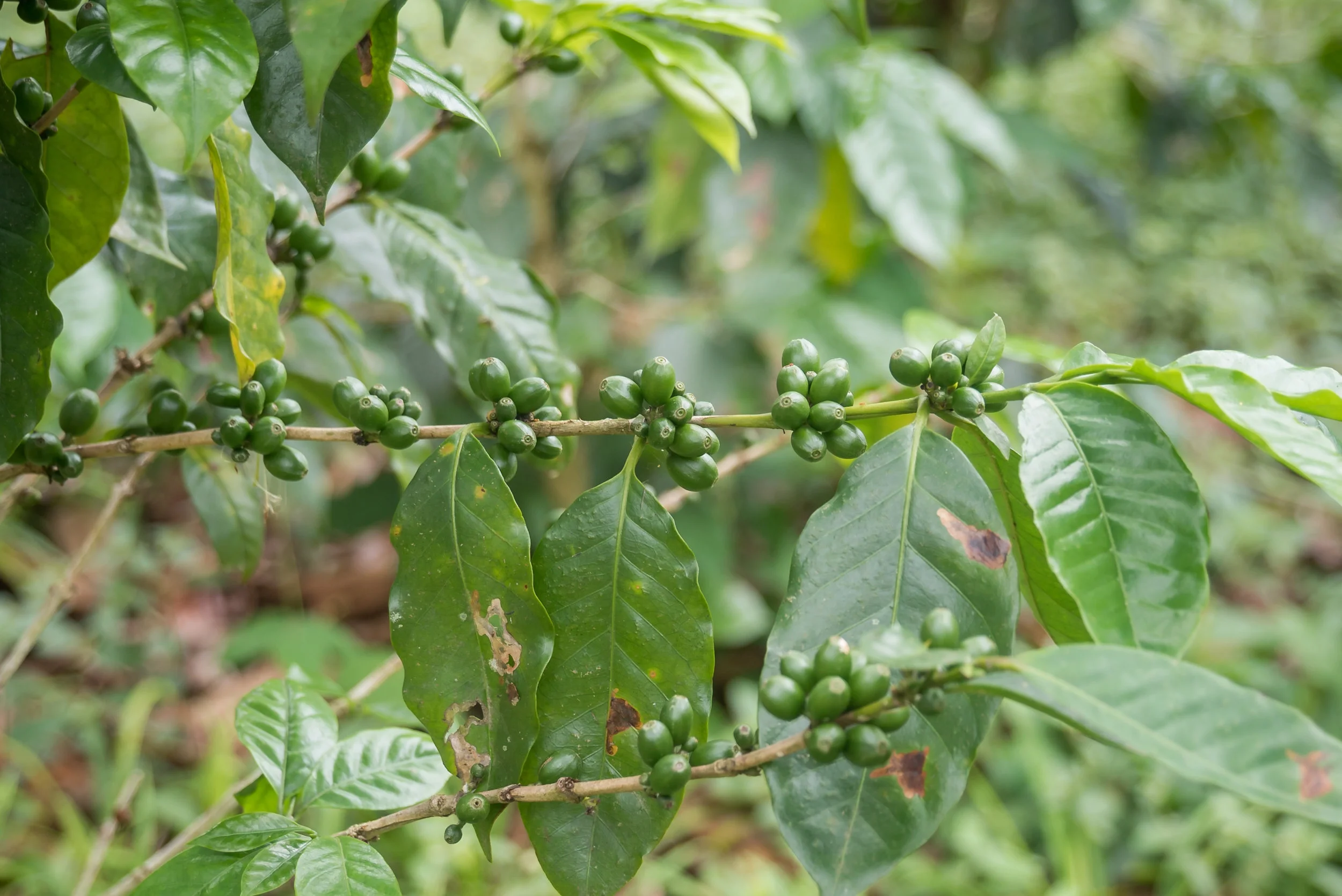 Coffee plant