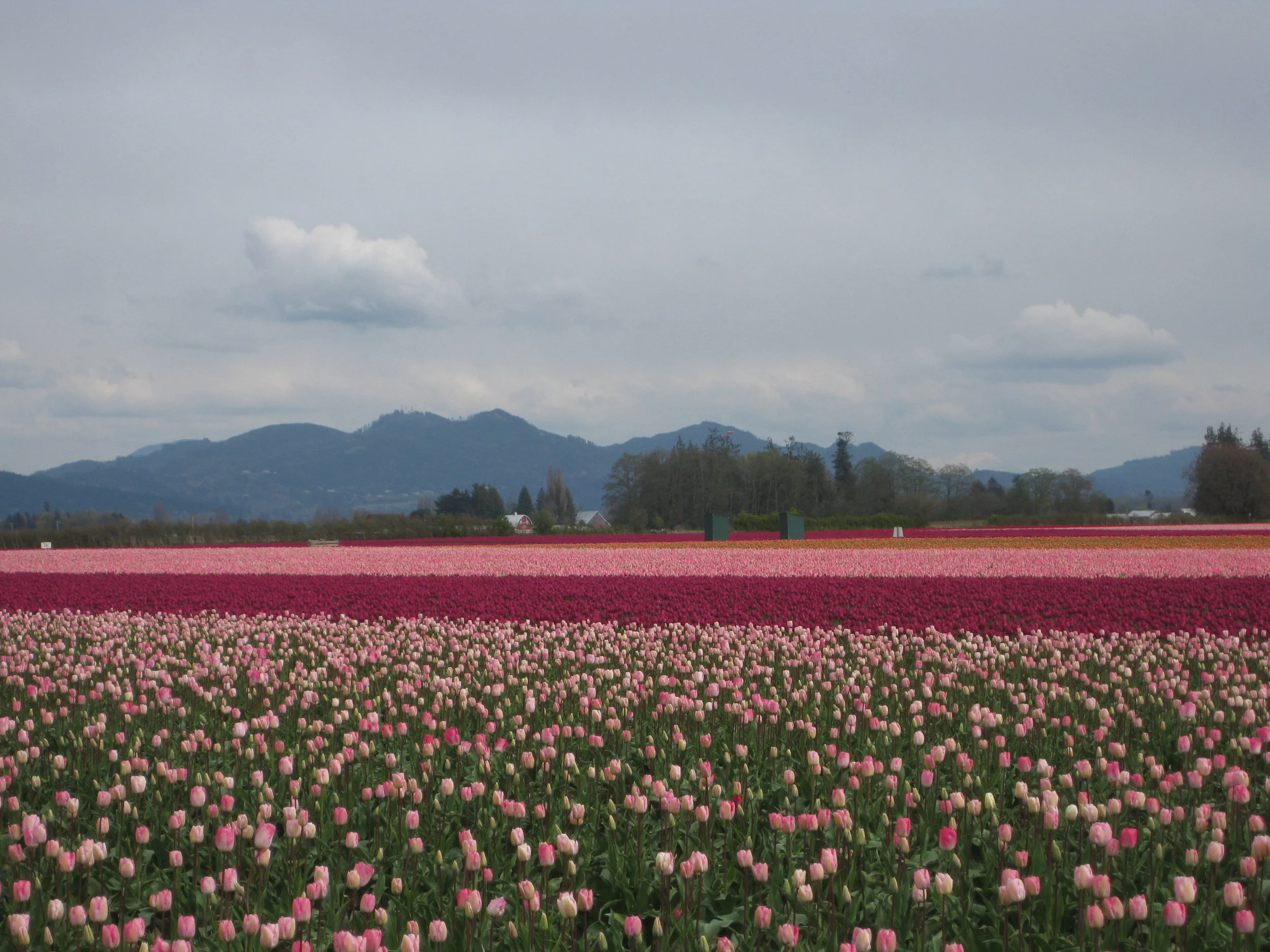  tulip town  mount vernon, washington  2011 