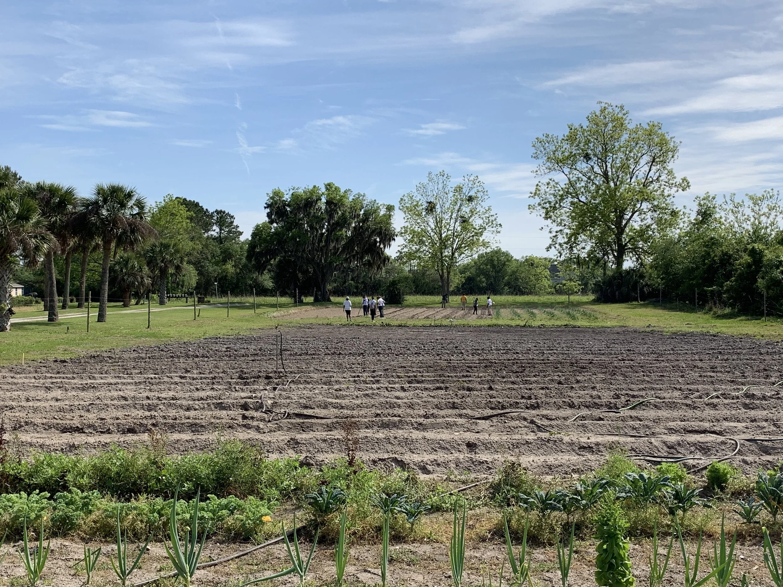  marshview community organic farm  st. helena island, south carolina  2019  Marshview Community Organic Farm's Mission is to “establish a culture of increased consumption of locally grown produce and to expand the varieties of vegetables grown in the