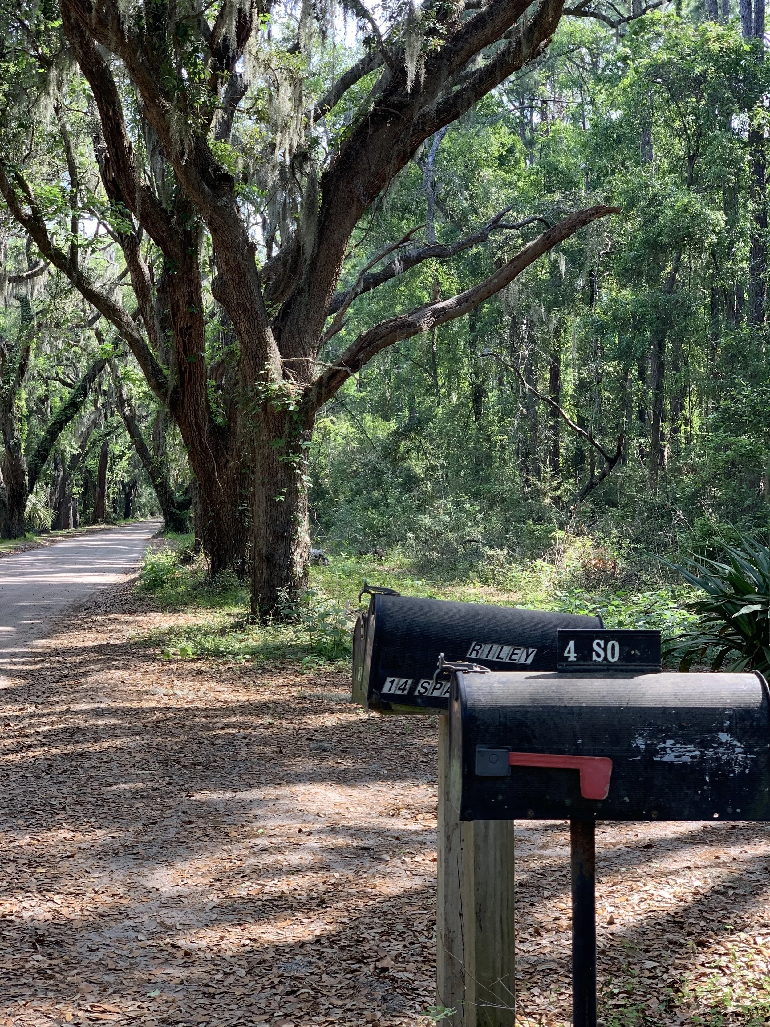  st. helena island, south carolina  2019    This roadway lined with live oak trees once was the entrance to a plantation.  We learned that one can tell the wealth of a plantation by the number of “slave dwellings”.  For about half a mile before reach