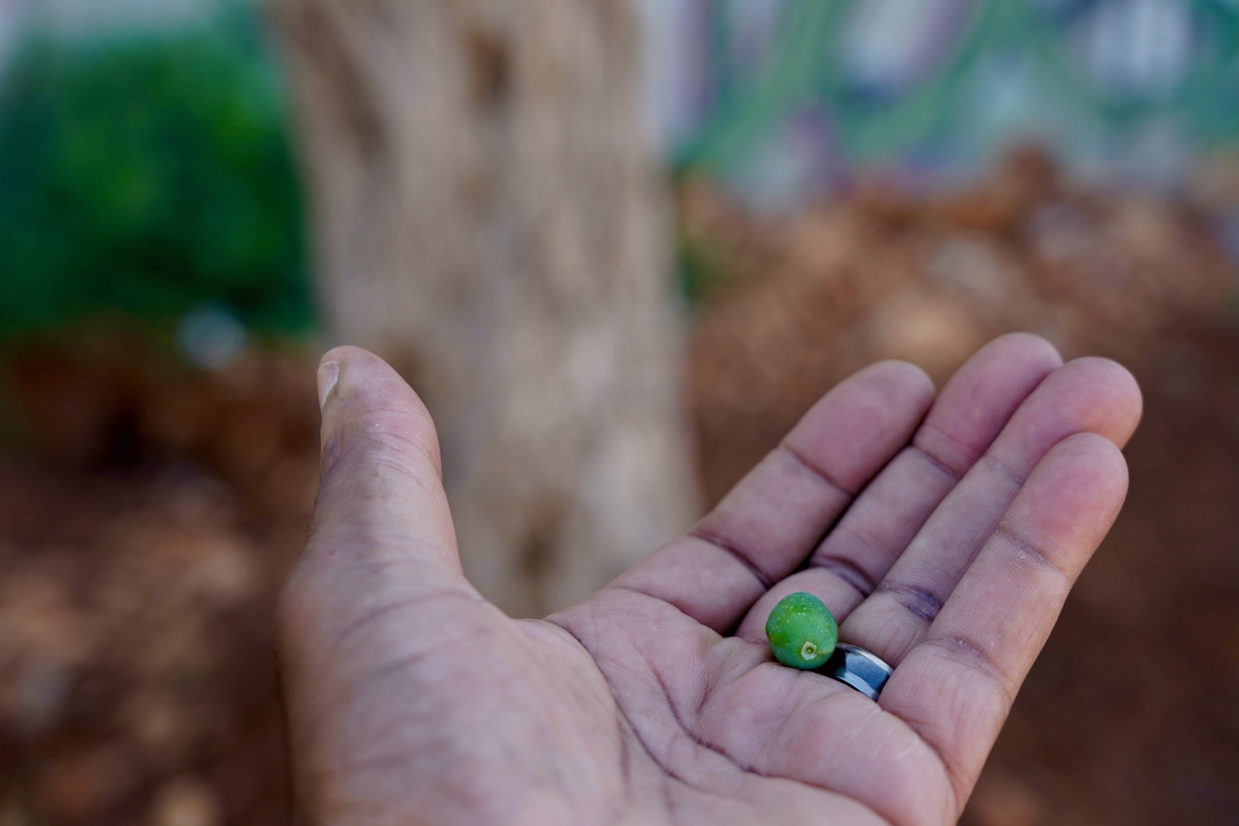 Fruit of an Olive Tree