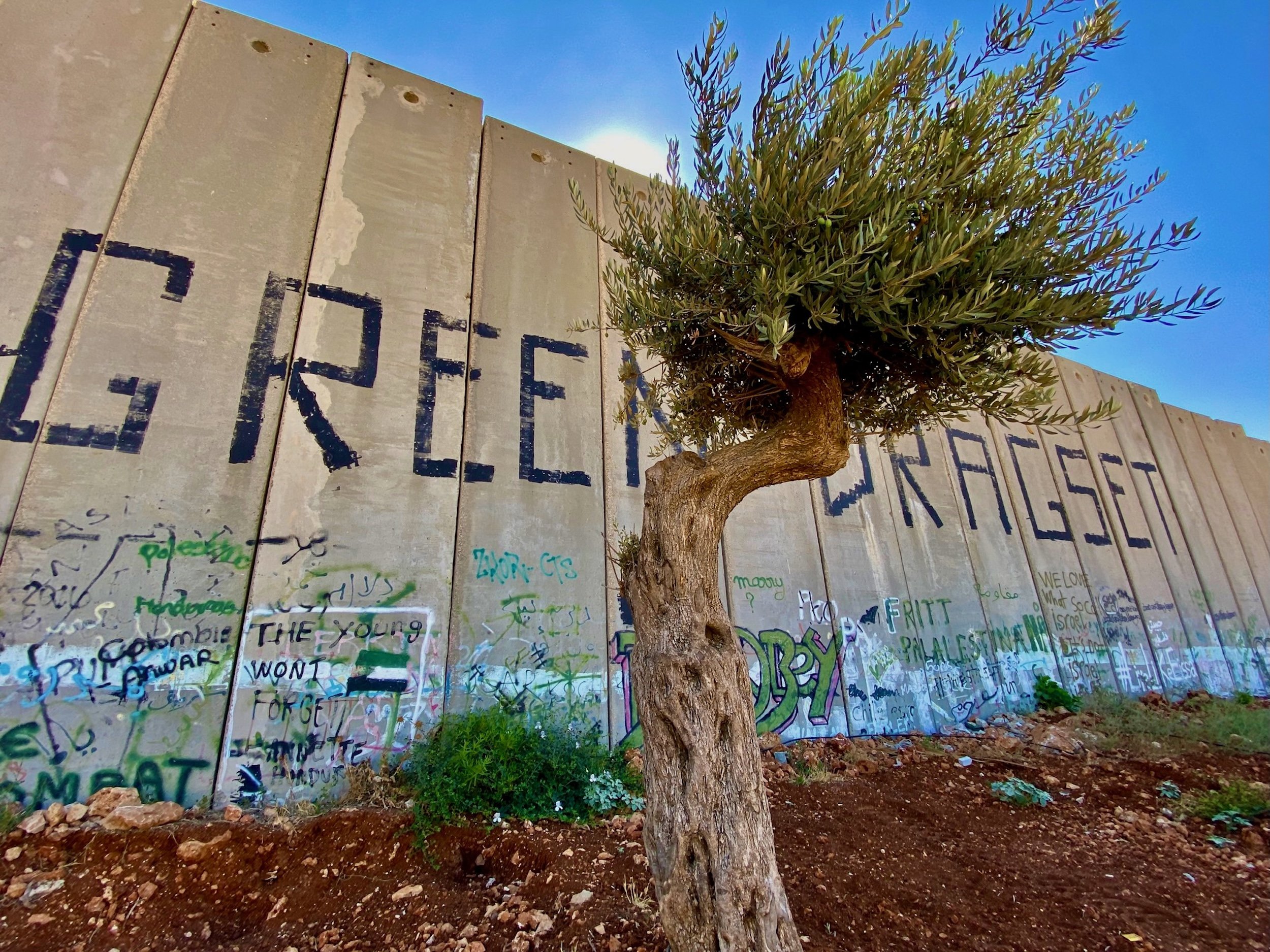 Olive Tree
