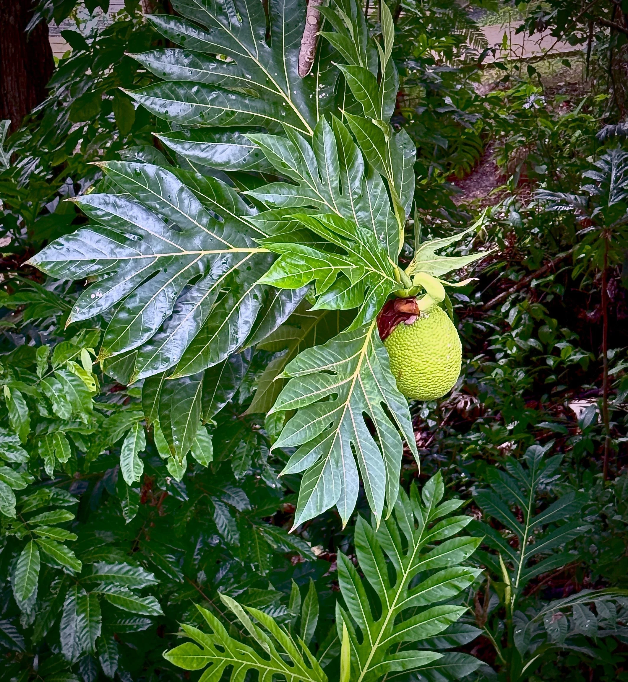 el yunque national rainforest boriken | puerto rico 2025 breadfruit